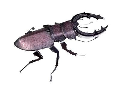 Stag Beetle Metal Model Kit 3D Puzzle Craft Gift Laser Cut Puzzles Jigsaw Hobby Gift for Insect lover