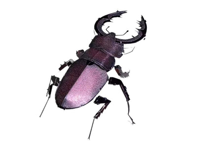 Stag Beetle Metal Model Kit 3D Puzzle Craft Gift Laser Cut Puzzles Jigsaw Hobby Gift for Insect lover